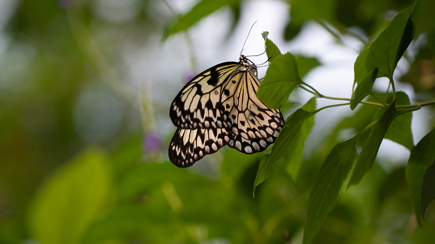 Schmetterling im Papiliorama